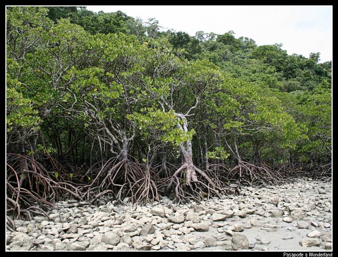 Parque Nacional de Daintree