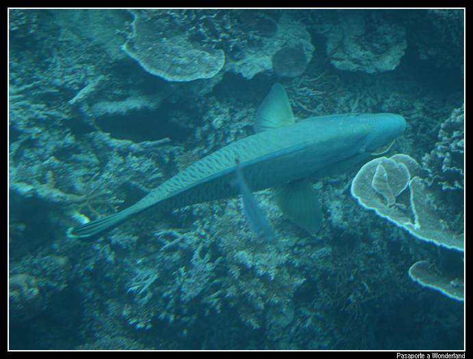 Gran Barrera de Coral