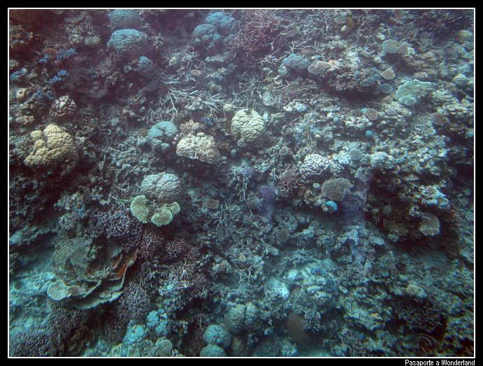 Gran Barrera de Coral