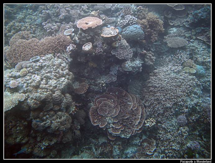 Gran Barrera de Coral