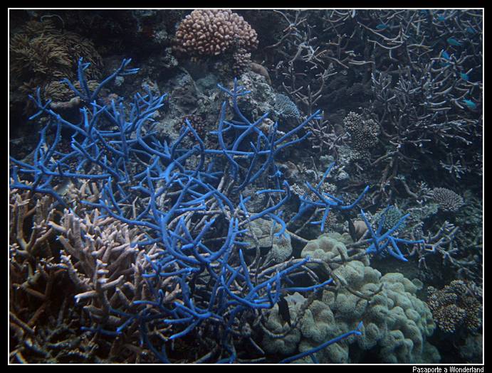 Gran Barrera de Coral