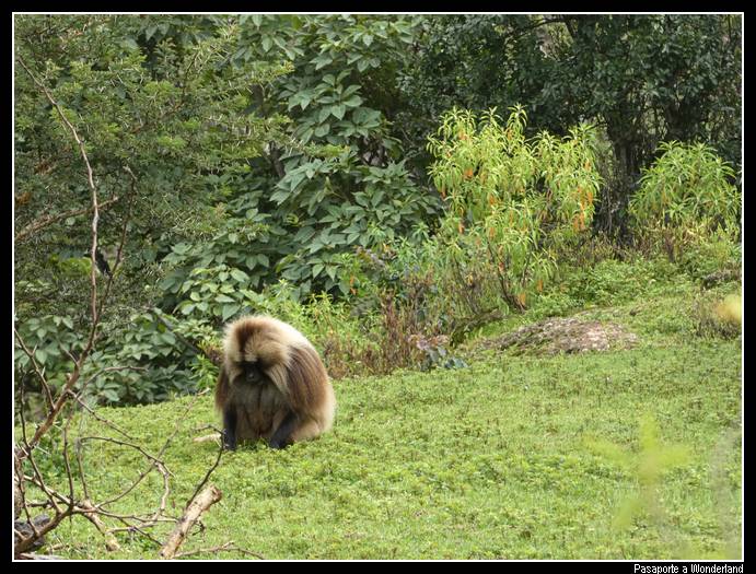 Trekking en Kossoye babuinos Gelada