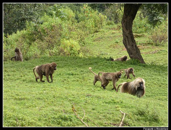 Trekking en Kossoye babuinos Gelada