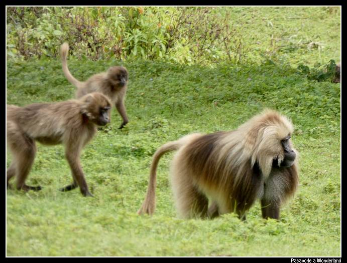 Trekking en Kossoye babuinos Gelada