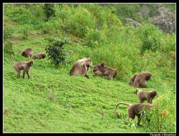 Trekking en Kossoye babuinos Gelada