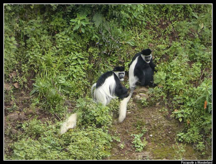 Trekking en Kossoye Colobus Gueraza