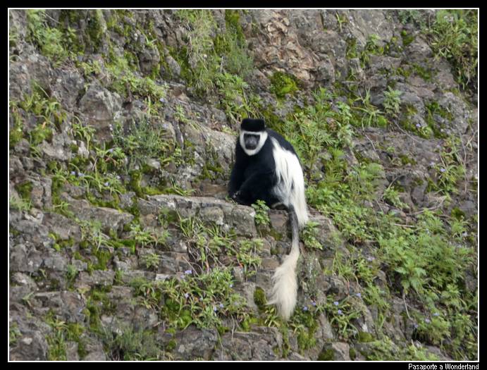 Trekking en Kossoye Colobus Gueraza