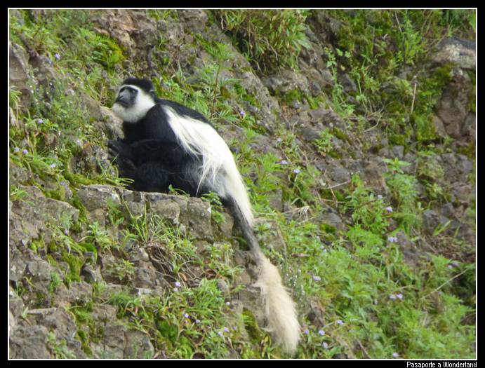 Trekking en Kossoye Colobus Gueraza