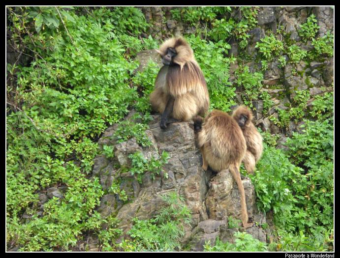 Trekking en Kossoye babuinos Gelada