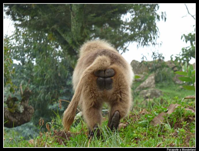 Trekking en Kossoye